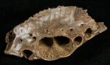Leidyosuchus Jaw Fragment - Cretaceous Crocodilian #5722-2